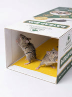 Rat Trap Box | Chemical-Free Glue Trap for Rats & Rodents